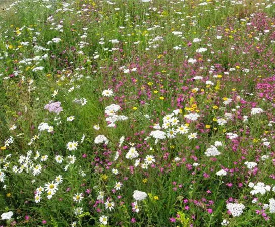 Wildflower Matting detail